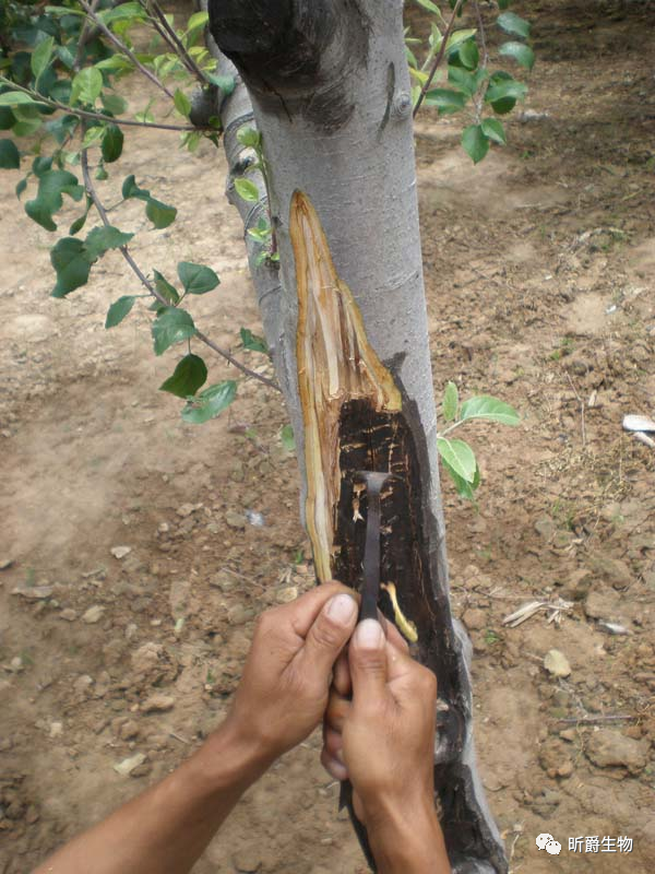 微生物菌肥