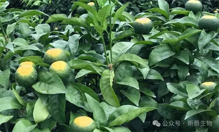 高温日灼病不用慌！植物的“防晒霜”——昕爵降温防晒剂