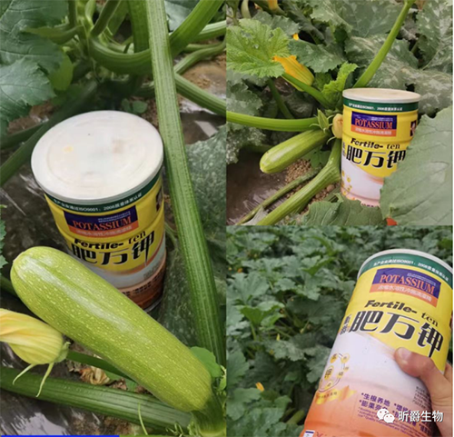 天冷了，作物死苗僵苗就用昕爵冲施滴灌精