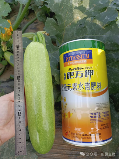 作物膨大就用水溶肥厂家昕爵生产的肥万钾