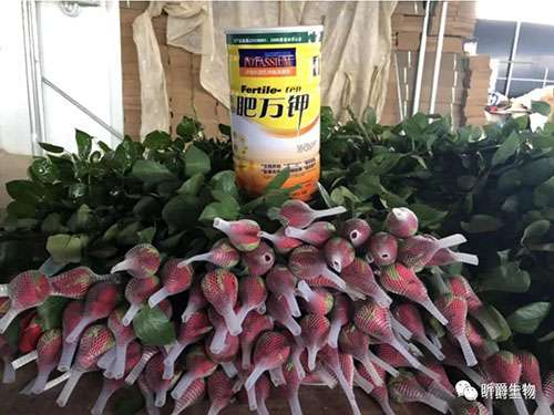 农民朋友口中的&ldquo;奶粉罐&rdquo;是什么？